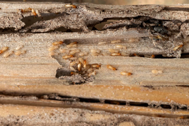 Best Wasp Removal Services  in Gerdine, AL